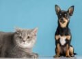 Why Dogs are Better than Cats?