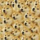 shiba inu dog cryptocurrency coin meme